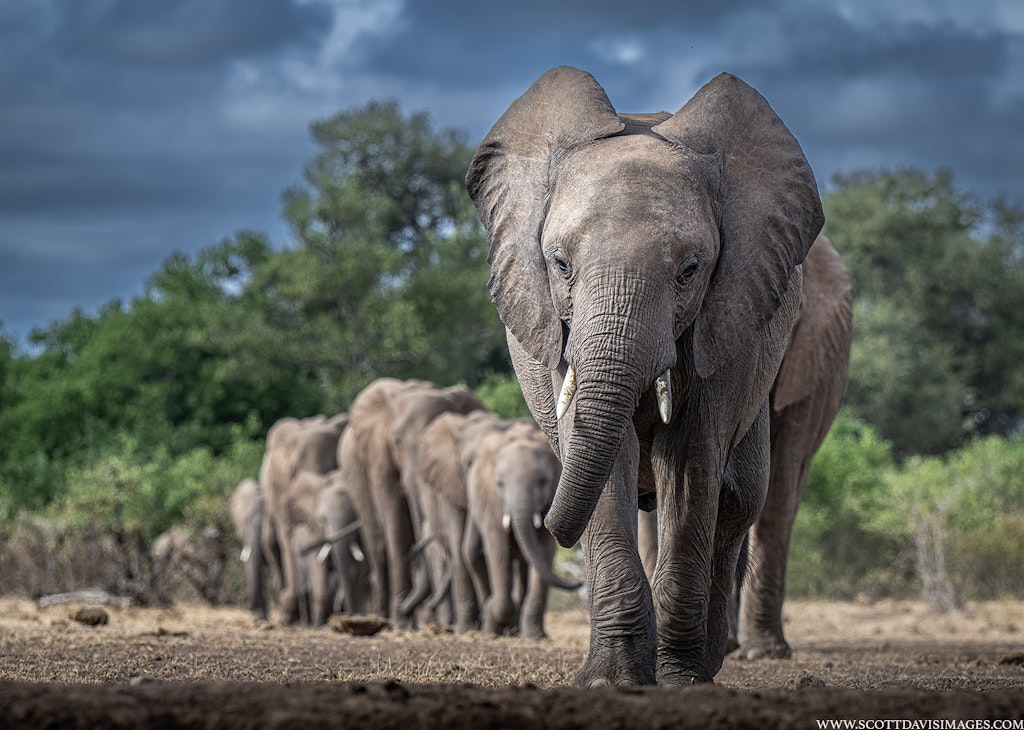 Elephants© Scott Davis