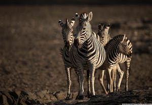 Zebras© Scott Davis