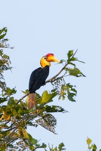 Wrinkled Hornbill© Keri and Glenn Ciegler