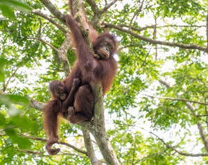 Orangutans © Keri and Glenn Ciegler