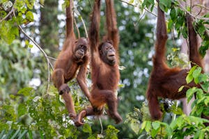 Orangutans © Keri and Glenn Ciegler