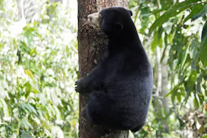Sloth Bear © Roy Robins-Browne