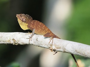 Green Crested Lizard© Roy Robins-Browne