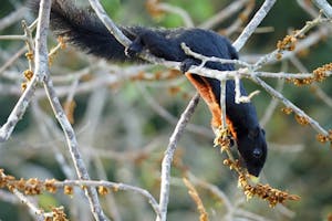 Black Prevost's Squirrel© Roy Robins-Browne