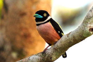 Black-and-yellow Broadbill © Roy Robins-Browne