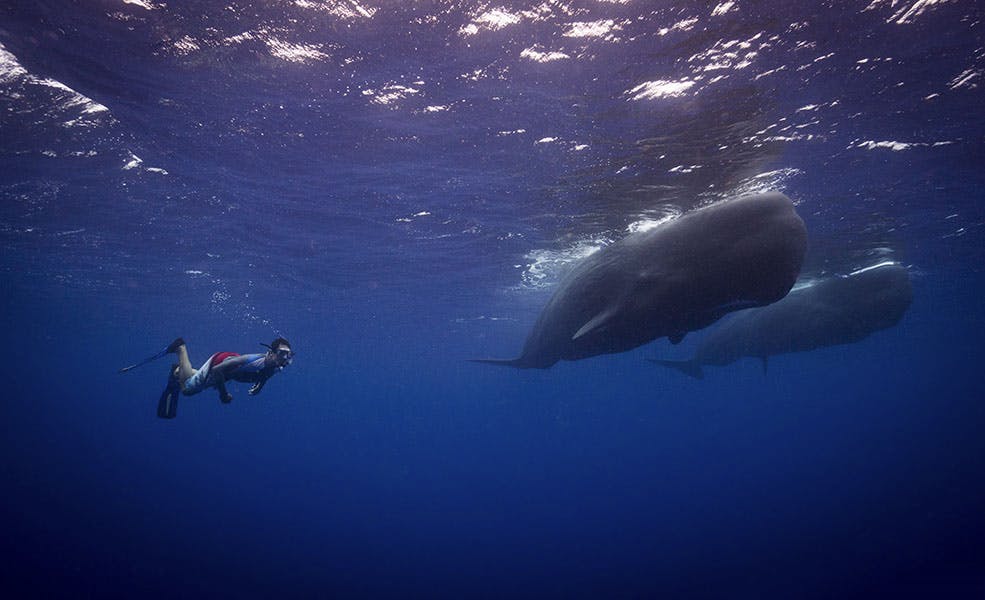 Sperm Whale with Snorkeler© Scott Davis
