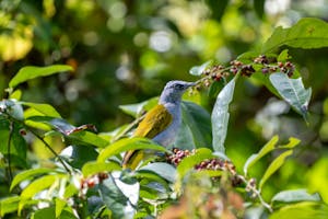 Gray-bellied Bulbul © Keri and Glenn Ciegler