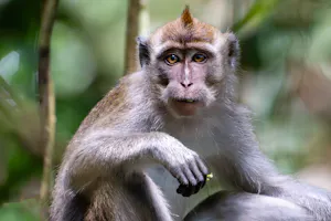 Long-tailed Macaque© Keri and Glenn Ciegler