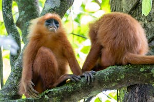 Maroon Leaf Monkey© Keri and Glenn Ciegler