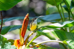 Little Spiderhunter© Keri and Glenn Ciegler