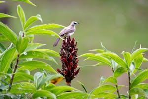 Yellow-vented Bulbul© Keri and Glenn Ciegler