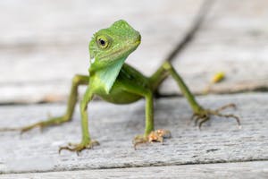 Green Crested Lizard© Keri and Glenn Ciegler