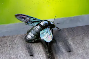 Broad-handed Carpenter Bee© Keri and Glenn Ciegler
