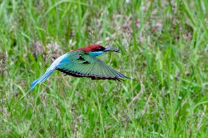 Blue-throated Bee-Eater© Keri and Glenn Ciegler