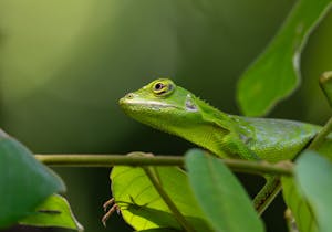 Green Crested Lizard© Roy Robins-Browne