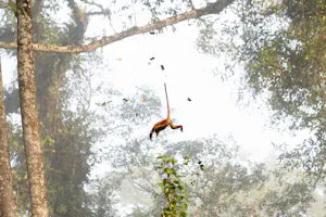 Maroon Leaf Monkey© Keri and Glenn Ciegler