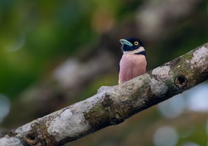 Black-and-yellow Broadbill© Keri and Glenn Ciegler