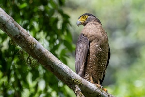 Crested Serpent-Eagle© Keri and Glenn Ciegler