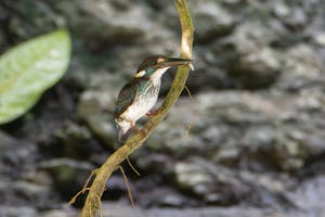 Malaysian Blue-banded Kingfisher© Keri and Glenn Ciegler