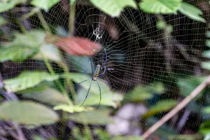 Giant Golden Orbweaver© Keri and Glenn Ciegler