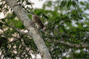 Long-tailed Macaque© Keri and Glenn Ciegler