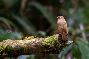 Eyebrowed Jungle-Flycatcher© Keri and Glenn Ciegler