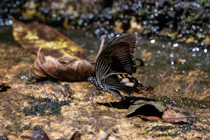 Helen and Mormon Swallowtail© Keri and Glenn Ciegler