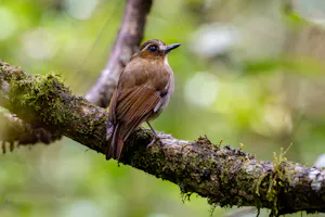 Eyebrowed Jungle Flycatcher© Keri and Glenn Ciegler