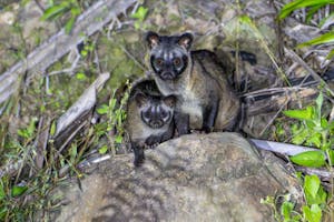 Common Palm Civets ©Keri and Glenn Ciegler