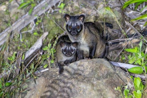 Common Palm Civets ©Keri and Glenn Ciegler