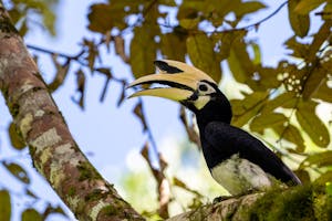 Oriental Pied Hornbill © Keri and Glenn Ciegler