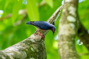 Nuthatch© Keri and Glenn Ciegler