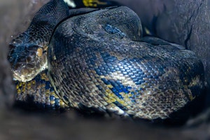 Reticulated Python © Keri and Glenn Ciegler