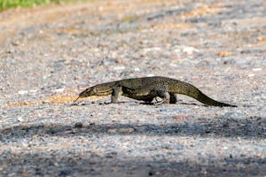 Southeast Asian Water Monitor© Keri and Glenn Ciegler