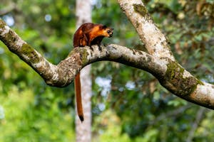 Giant Flying Squirrel© Keri and Glenn Ciegler