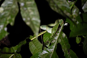 North Philippine Temple Pit Viper © Keri and Glenn Ciegler