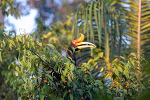 Rhinoceros Hornbill© Keri and Glenn Ciegler