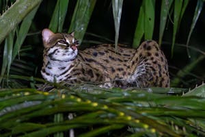 Bornean Leopard Cat© Keri and Glenn Ciegler