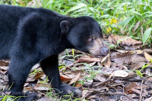 Bornean sun bear © Keri and- lenn-Ciegler