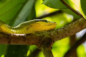 Red-tailed Green Ratsnake© Keri and Glenn Ciegler