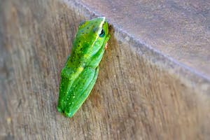 Dulit Flying Frog© Keri and Glenn Ciegler