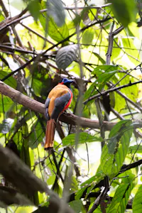 Asian Trogon© Keri and Glenn Ciegler