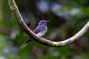 Spotted Fantail© Keri and Glenn Ciegler