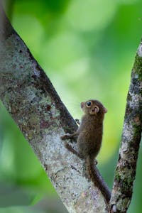 Least Pygmy Squirrel© Keri and Glenn Ciegler