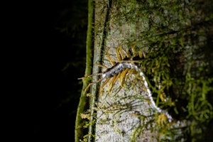 Giant Centipede© Keri and Glenn Ciegler