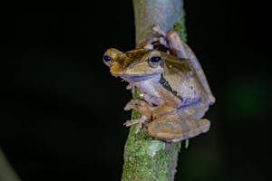 Whipping Frog© Keri and Glenn Ciegler