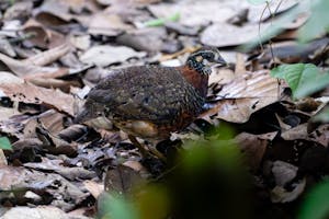 Sabah Partridge© Keri and Glenn Ciegler