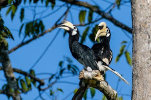 Oriental Pied Hornbill© Keri and Glenn Ciegler