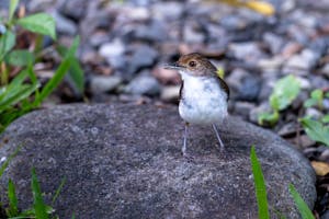 Typical Ground Babbler© Keri and Glenn Ciegler