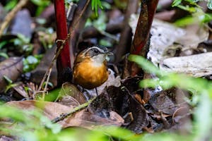 Bornean Black-capped Babbler© Keri and Glenn Ciegler